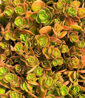 Sedum 'Coral Reef'